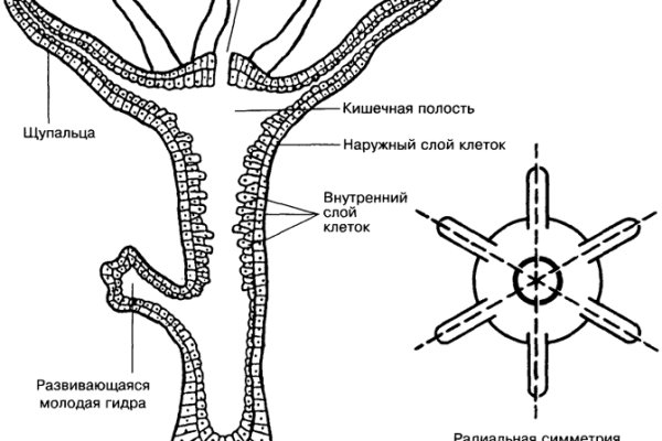 Кракен тор v5tor cfd